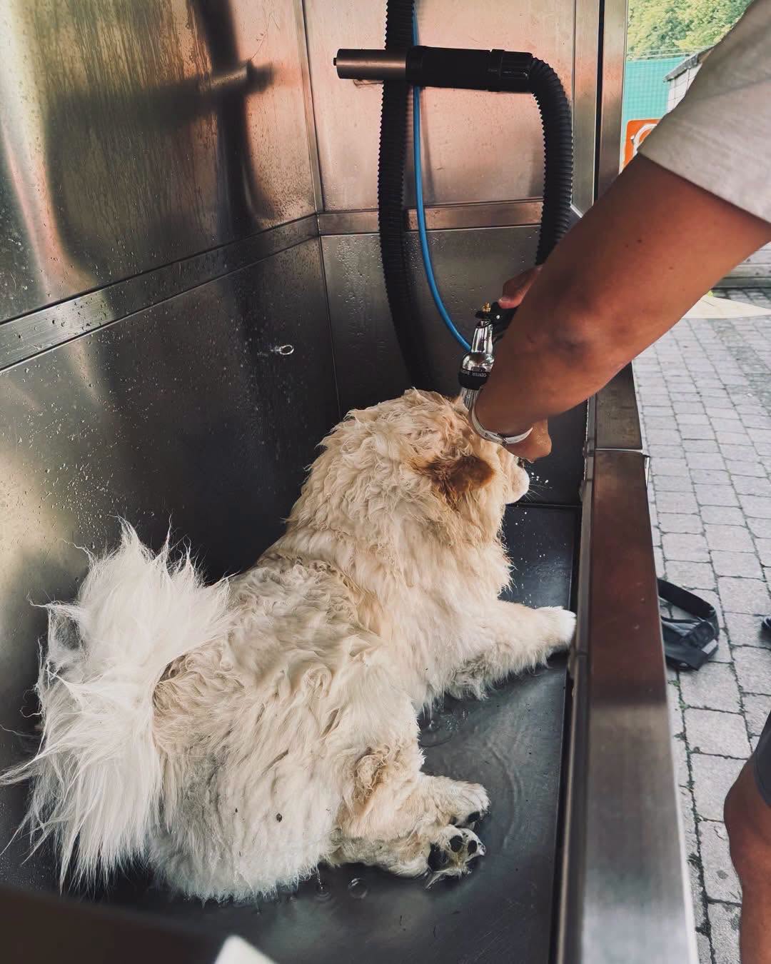Fluffy white dog being rinsed in the Lucky Mutt dog wash