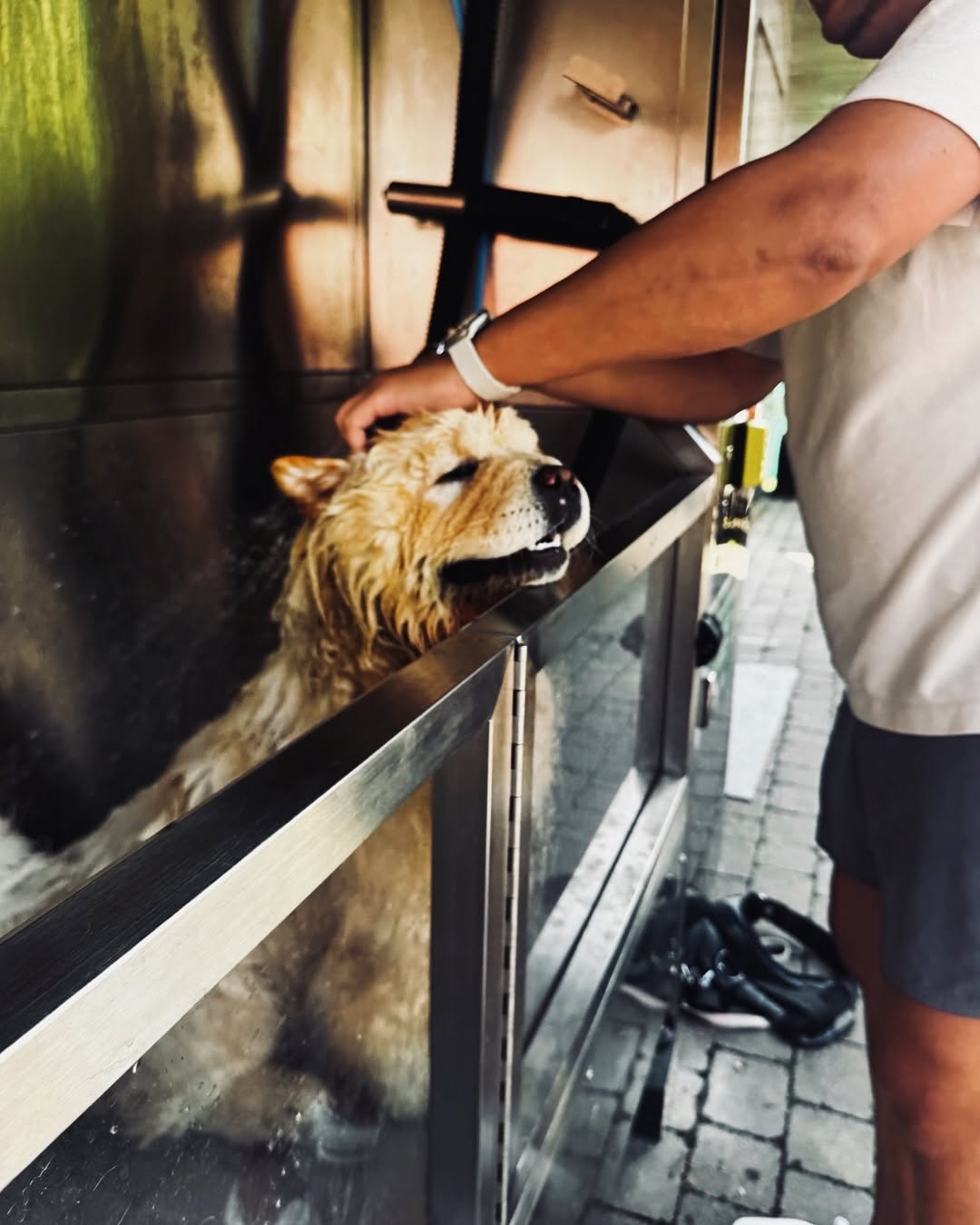 A happy dog resting its head on the edge of the wash tub